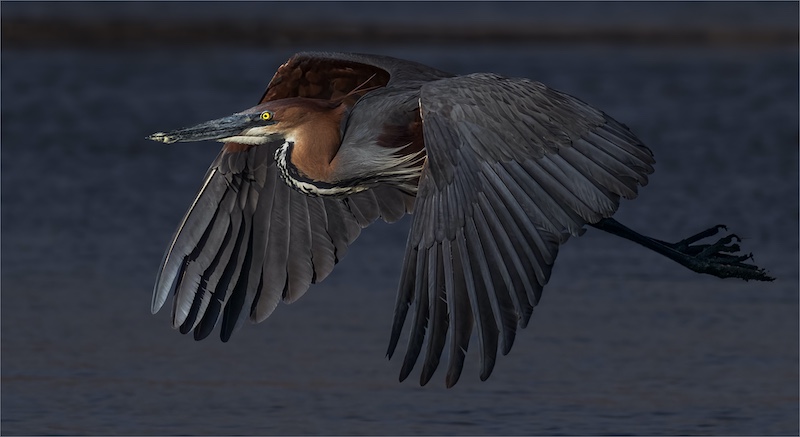 Boksburg Camera Club - Theo Van Der Merwe - Winged Giant of the Reeds