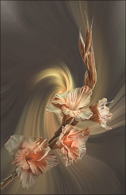Brandpuntfotoklub - Elsa E van Dyk - Soft Gladiola