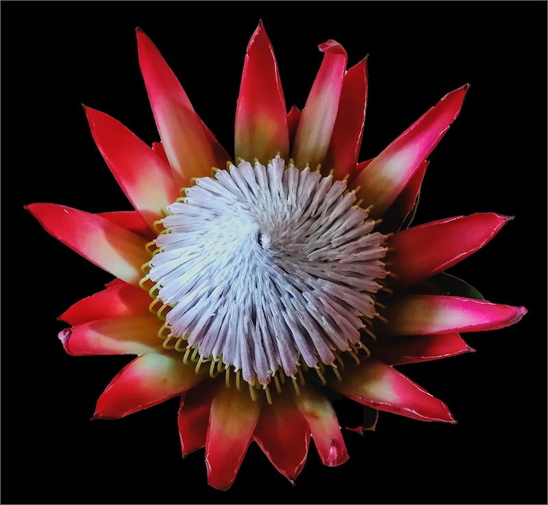Brandpuntfotoklub - Louis Mouton - Protea