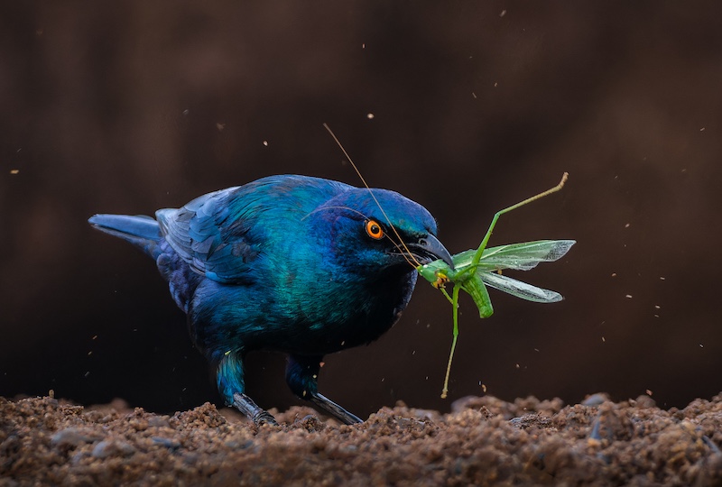Durban Camera Club - Sandy van Heerden - Caught ya