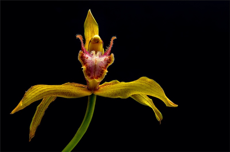 Eden Photographic Society - Johan van Aarde - Traceys Boat Lip Orchid