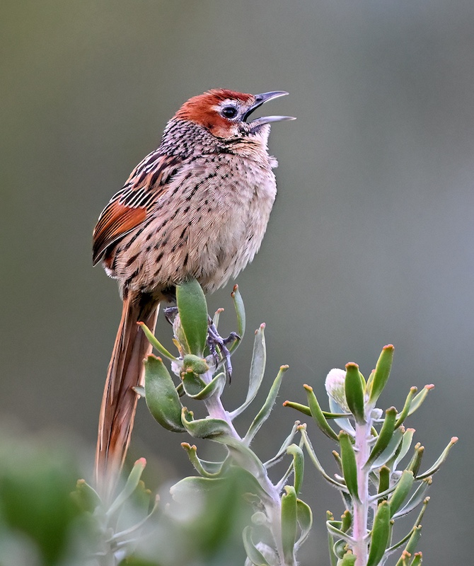 Independent - Nicci van As - The Mysterious Grassbird