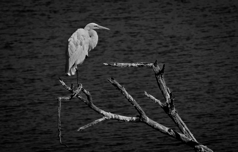 Independent - Tavaria Rajoo - The Great White Egret