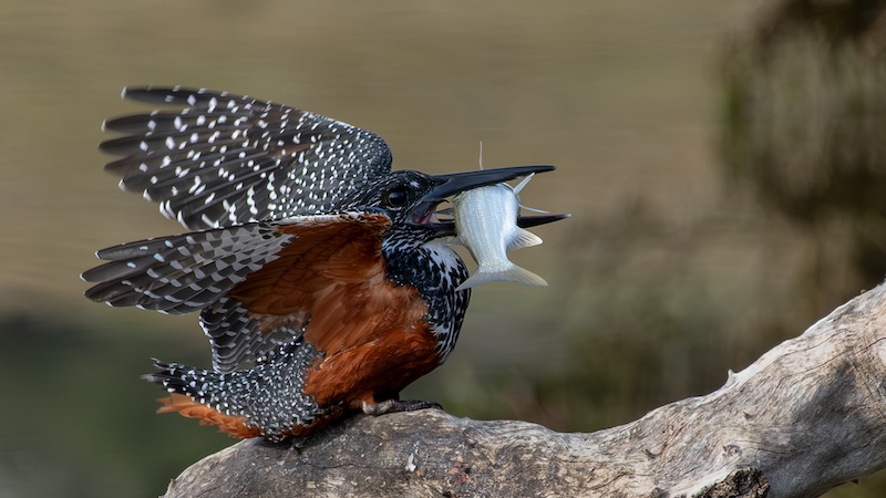 Knysna Photographic Society - Eileen  Covarr - Thats too big for you