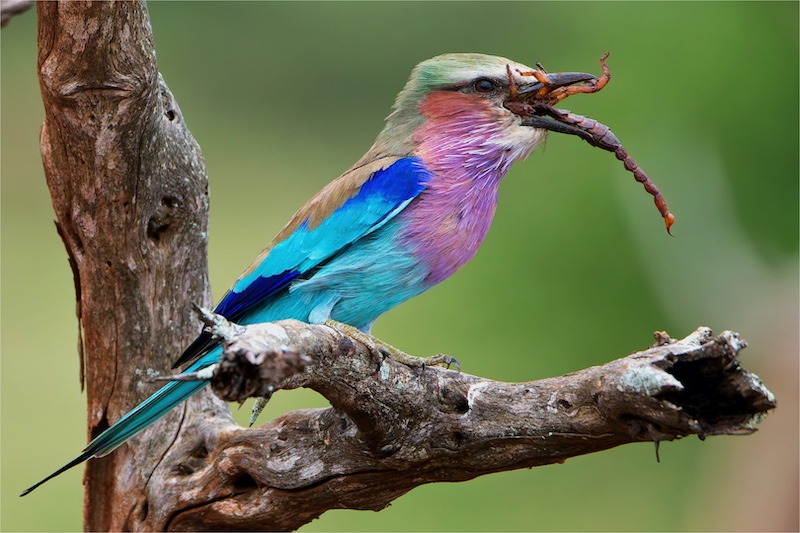 Magalies Foto Fun Club - Adriaan Theron - Prickly Lunch.