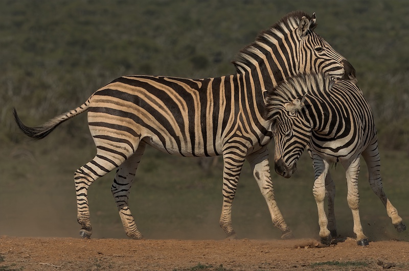 Port Elizabeth Camera Club - Annemarie Robertson - Tackling from the side