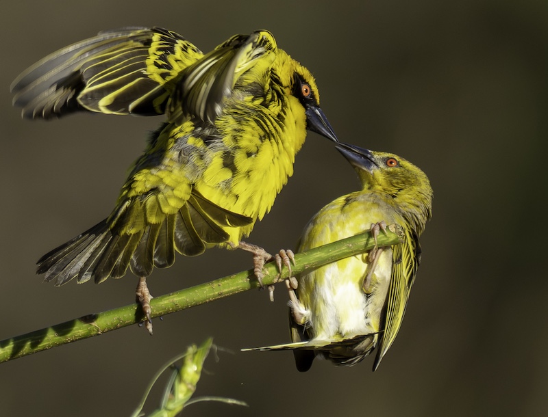 Ballito Photo Club - Shannon Clark - Weaver Kiss