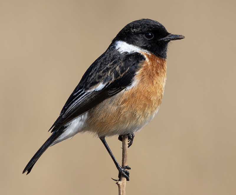 Bosveld Fotografie Klub - Marinda Williams - Stonechat 1 N