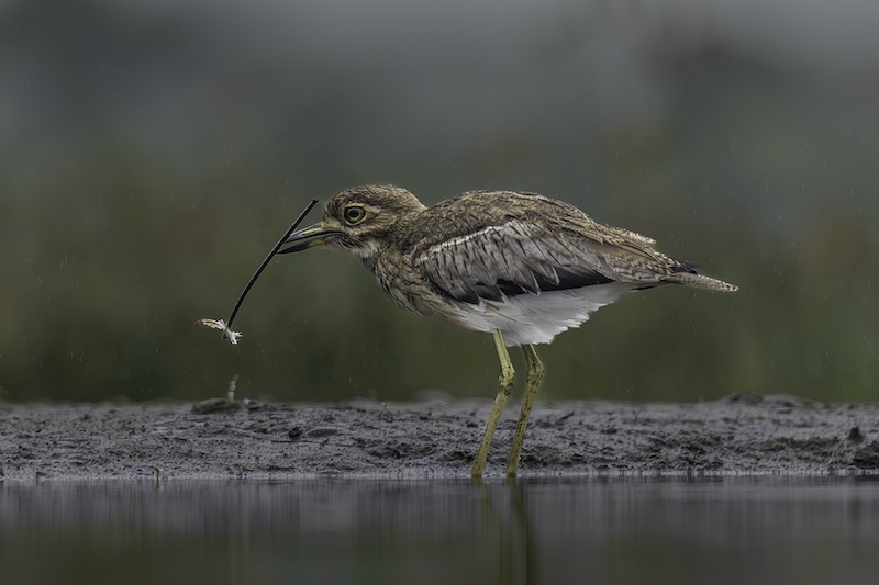 Brandpuntfotoklub - Mari Rossouw - Pick up Sticks