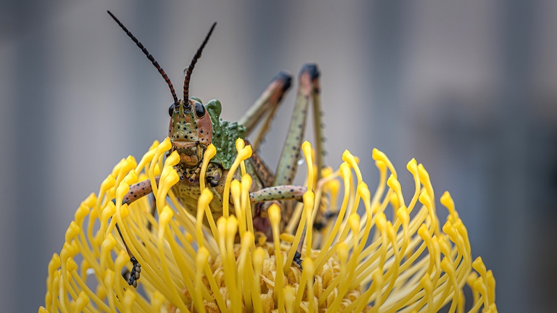 Eden Photographic Society - George Rautenbach - Springkaan op Glentana