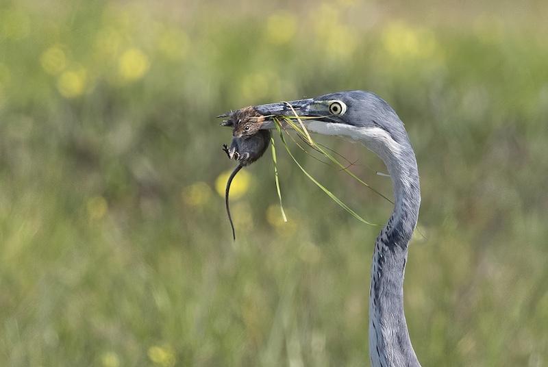 Fish Hoek Photographic  Society - Marielouise cardwell - Successful hunt