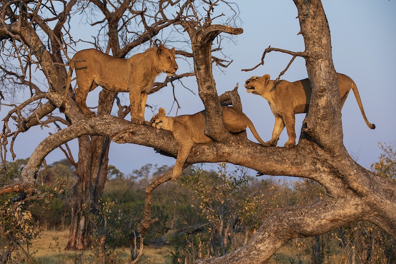 Hillcrest Camera Club - Fiona Azzopardi - Twilight pride