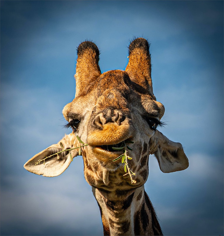 Krugersdorp Camera Club - Lomie Smith - Skewebek