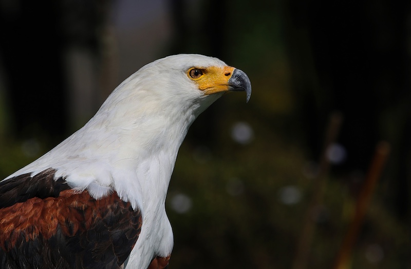 Maritzburg Camera Club - Toni Harley - Haughty