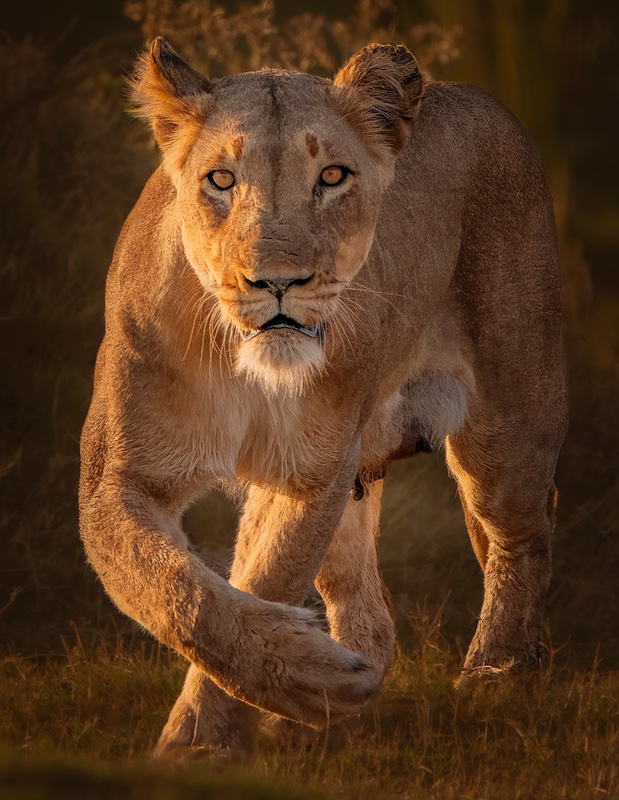Midlens Fotoklub - Francois  Smit - The Queen