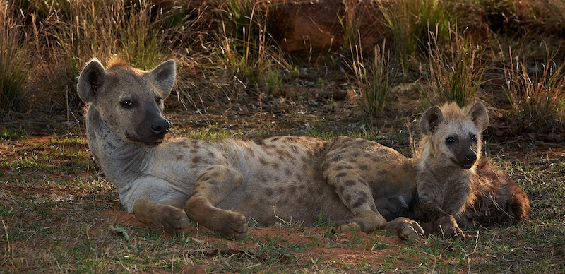 Mosselbaai Kameraklub - Jonathan Swart - Hyaena with Cub