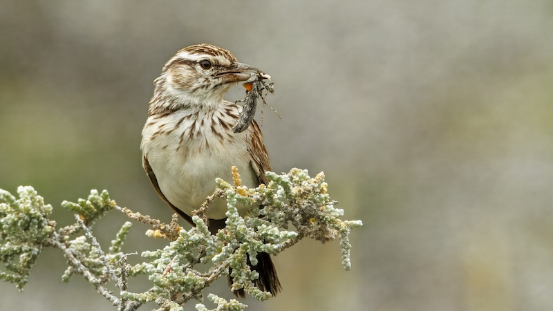 Pretoria Photographic Society - Mary-Ann Costello - See what I caught