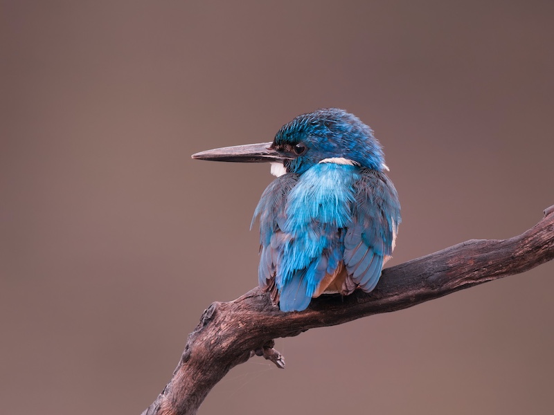 Sandton Photographic Society - Glyn   Davies - Half Collar Kingfisher
