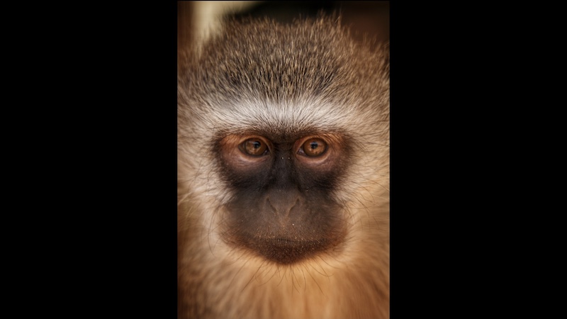 Sasol Highveld Photography Club - Stian Griffin - The Watcher