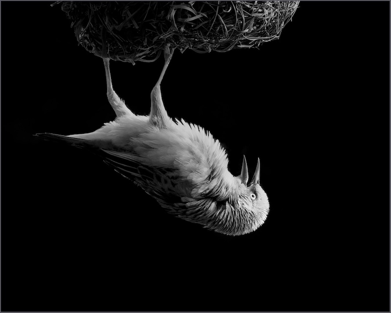 Tygerberg Photographic Society - Brian  Moffatt - Hanging Around