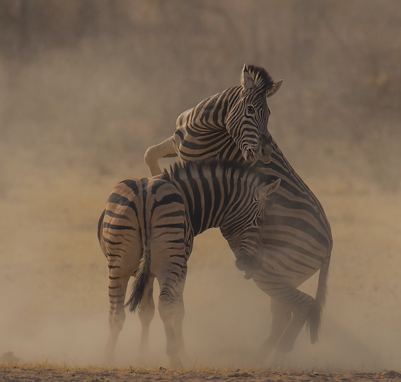 AFO - Hennie Niemand - Zebra hingste