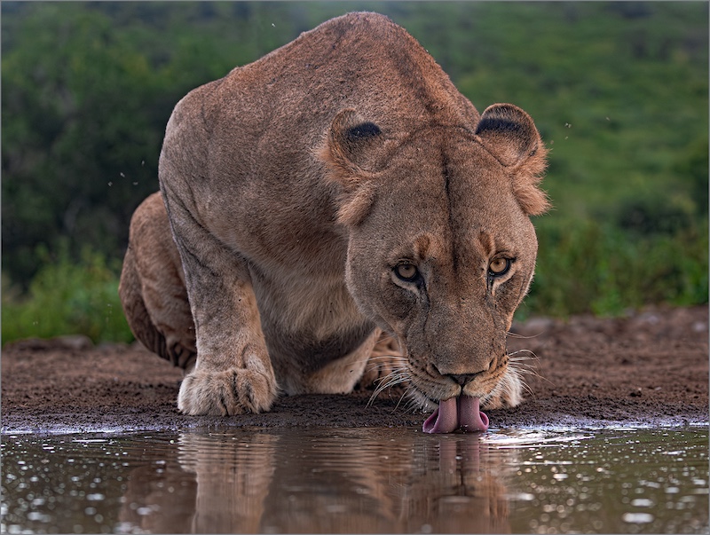 Amber Camera Club - Shirley  Swingler - Thirsty Lioness