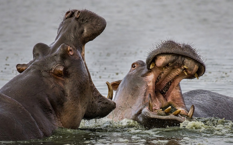 Edenvale Photographic Club - Brian Shaw - Hippo Pair