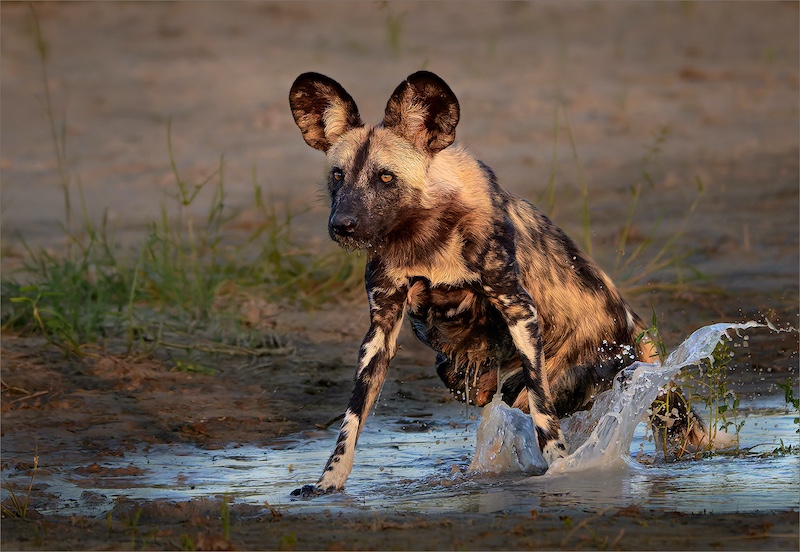 Ermelo Fotoklub - Jan van Niekerk - On my way out