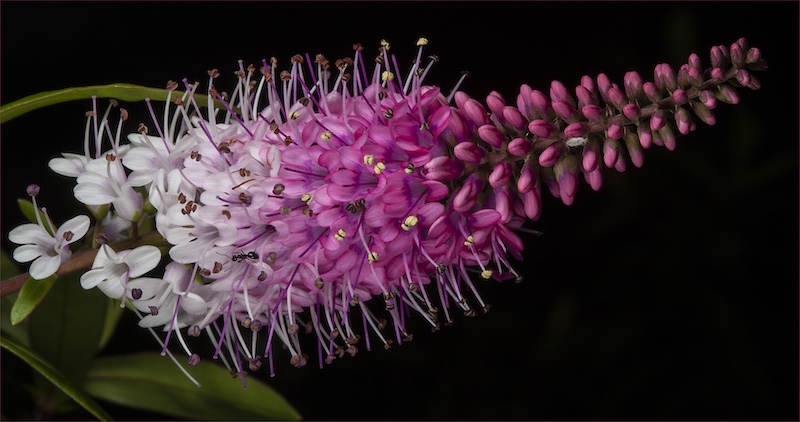 George Camera Club - Scott  Ormerod - Symphony in Pink and White