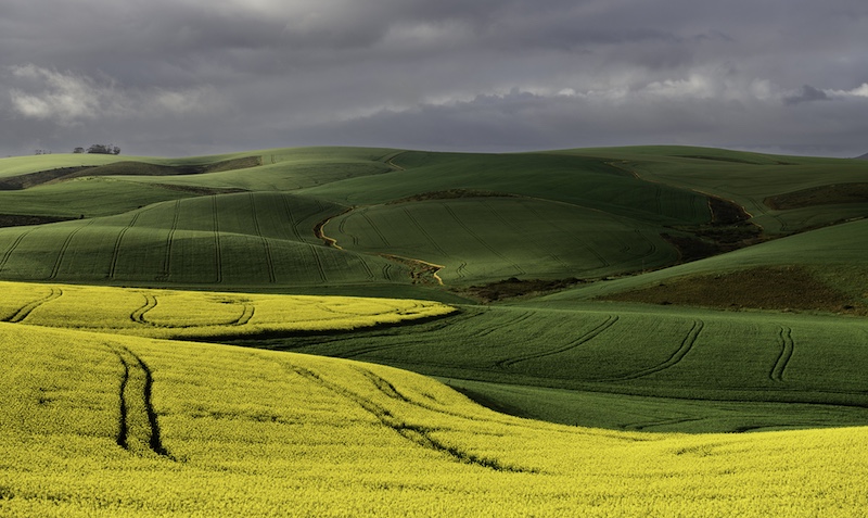Hermanus Photographic Society - Denise Whiteford - Lush Wheat and Canola Fields