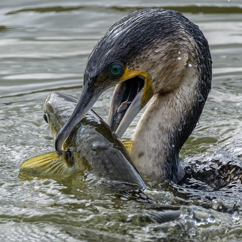 Knysna Photographic Society - Alan King - Gotcha