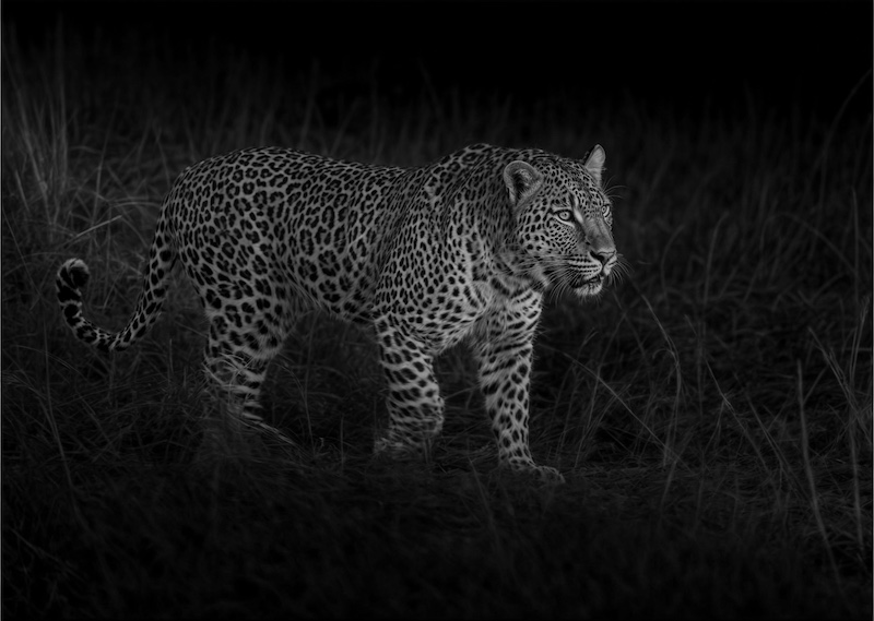 Krugersdorp Camera Club - Johan Strydom - Leopard on spotlight