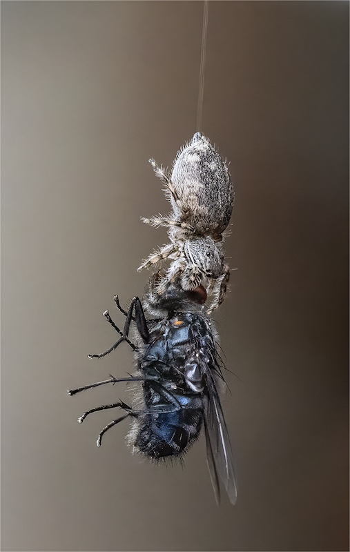 Maritzburg Camera Club - Terry Burne - The spider and the fly -
