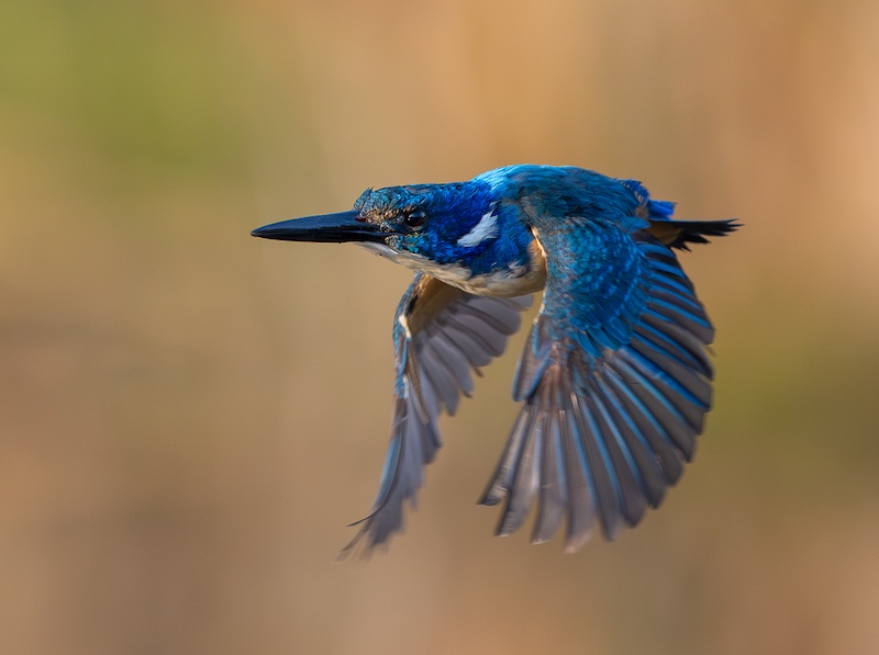 Midlens Fotoklub - Stephan Opperman - Half Collard in full flight