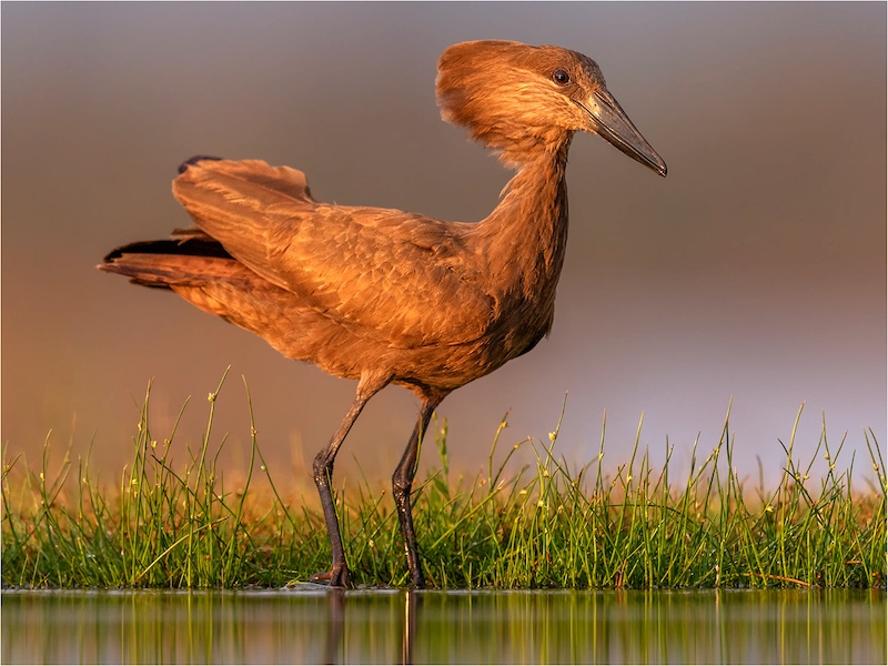 Port Elizabeth Camera Club - Johan Jordaan - Hamerkop vroegoggend