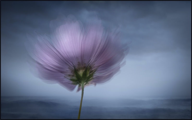 Randburg Foto Klub-Randburg Photo Club - Ursula Baumann - Fading like a Flower