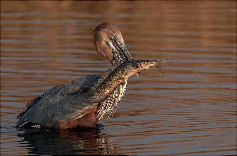 Springs Photographic Club - Kelly Clarke - Het Jou Katvis