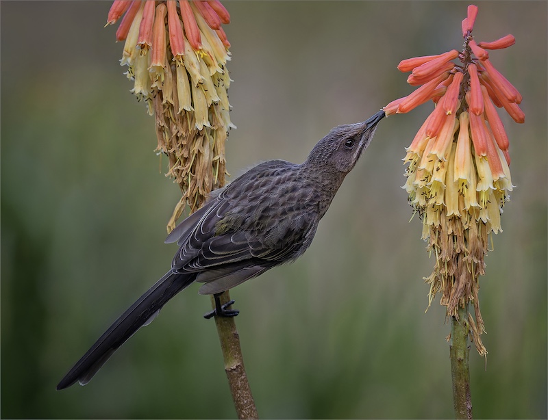 Tafelberg  Fotografieklub - Juliane Van Dyk - Soekend na nektar