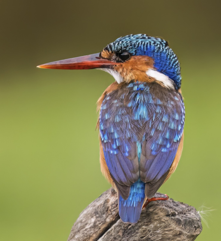 Tygerberg Photographic Society - Pieter Swart - Sitting on the Perch