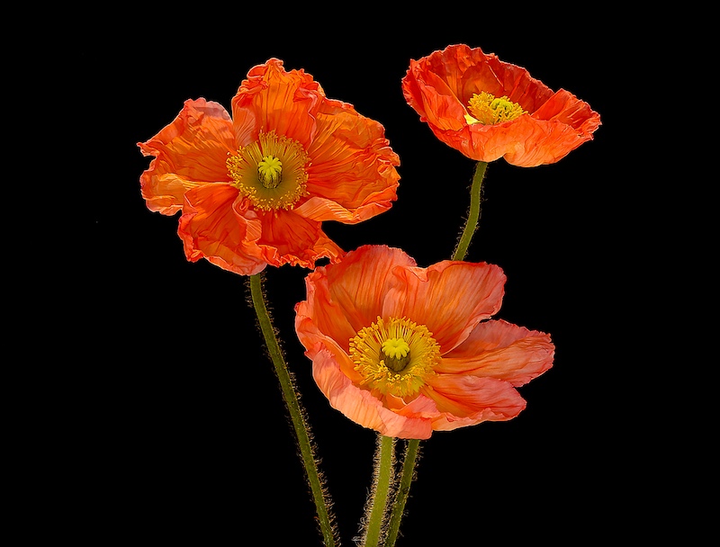 Anton La Grange - Mosselbaai Kameraklub - Perfect Peach Poppies