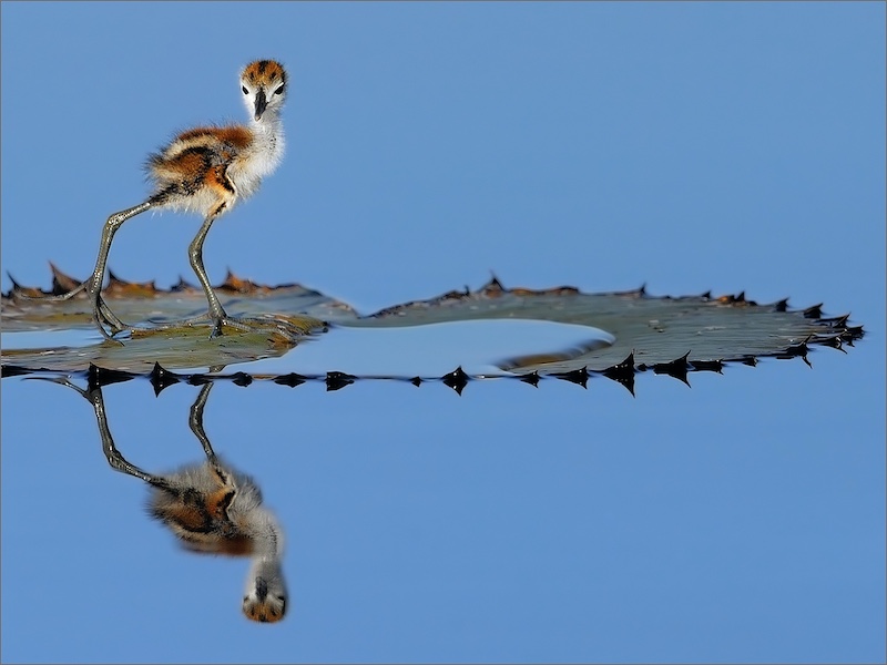 Aubrey  Siebert -  Independent - Jacana Chic Reflection
