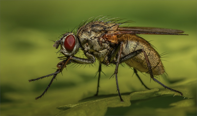 Cobus Manders - Bethal Fotografie Klub - Fly cleaning proboscis