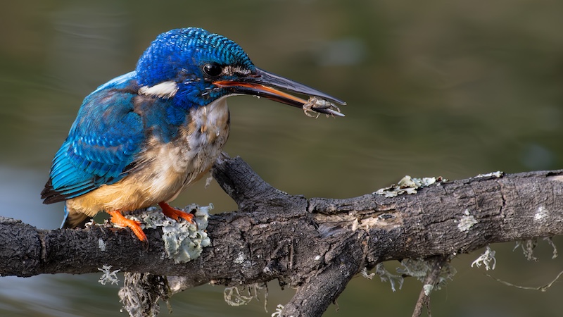 Eileen  Covarr - Knysna Photographic Society - Kingfisher catch