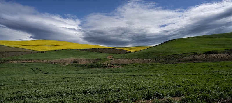 Geo Jooste - Bloemfontein Kameraklub - canola cold