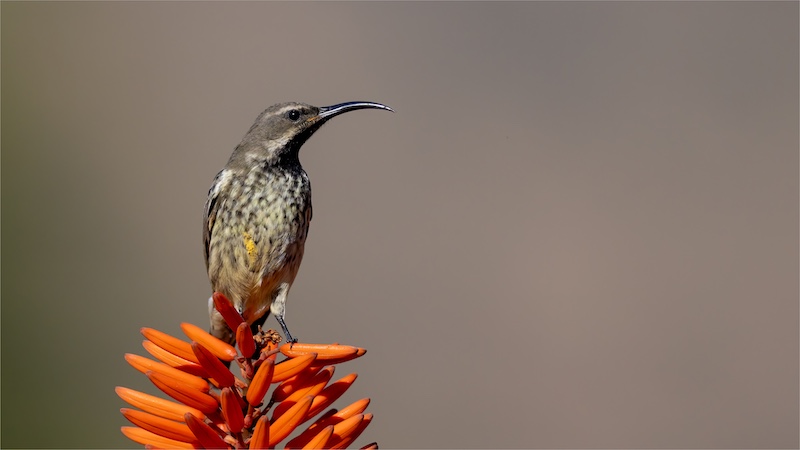 Jan Roos - Brandpuntfotoklub - Sunbird portrait