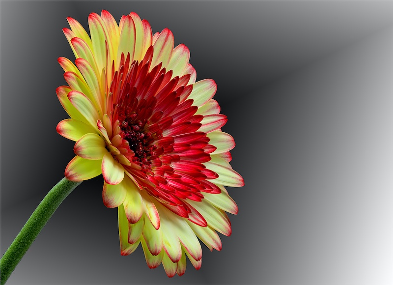 Johan van Aarde - Eden Photographic Society - Gerbera L
