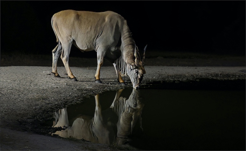 Leon Pelser - Sasol Highveld Photography Club - eland drink