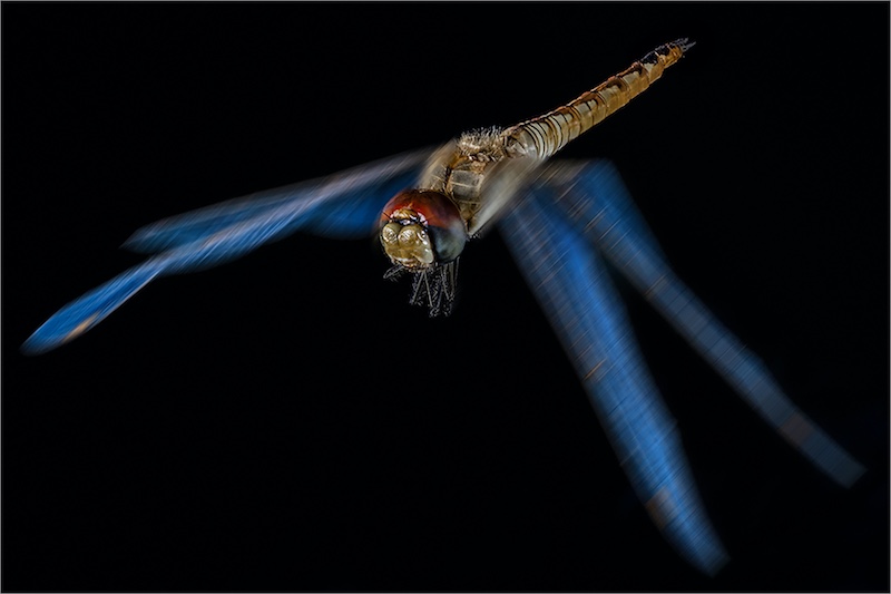 Louis van der Walt - Sasol Highveld Photography Club - Dragon Fly - Full
