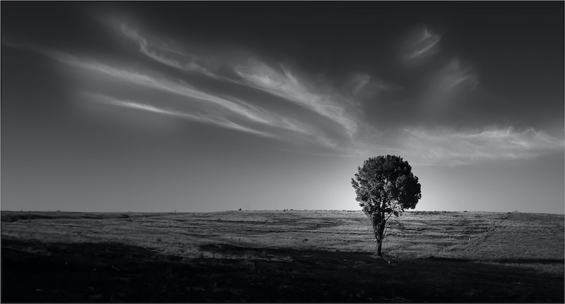Merten Jansen van Rensburg - Princes Grant Camera Club - Boom alleen sonop