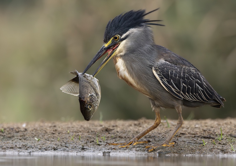 Nerissa  Naidoo - Hibiscus Coast Photographic Society - Beeg Meal